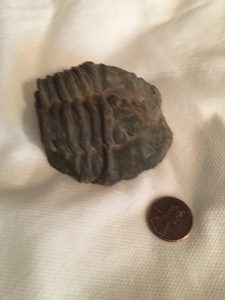 what is a trilobite