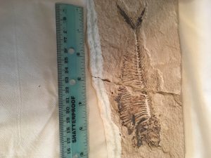 real fossil preparation