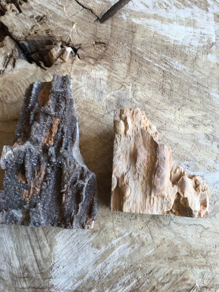 pictures of petrified wood, petrified wood pictures
