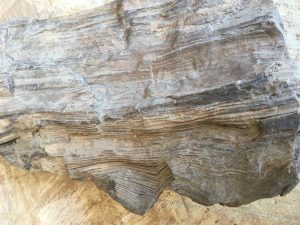 pictures of petrified wood, petrified wood pictures