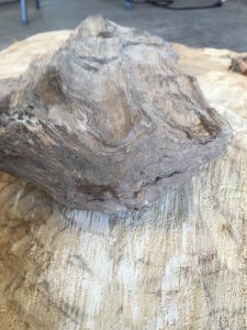 pictures of petrified wood, petrified wood pictures