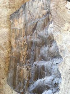 pictures of petrified wood, petrified wood pictures