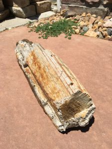 pictures of petrified wood, petrified wood pictures