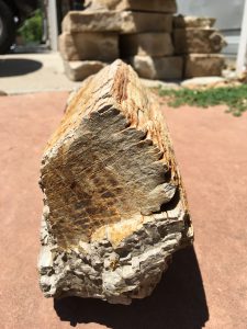 pictures of petrified wood, petrified wood pictures