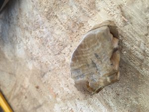 pictures of petrified wood, petrified wood pictures