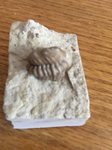 what is a trilobite