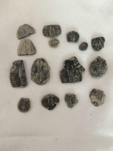 what is a trilobite